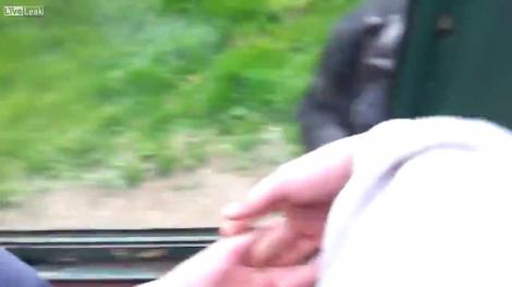 Si ei au dreptul la opinie: Un cimpanzeu de la Zoo a cerut sa fie eliberat!