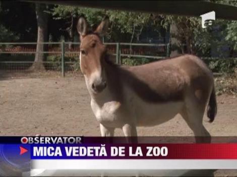 Un pui de kiang, vedeta de la Gradina Zoologica din Ploiesti