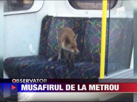 Vulpe surprinsa la metrou