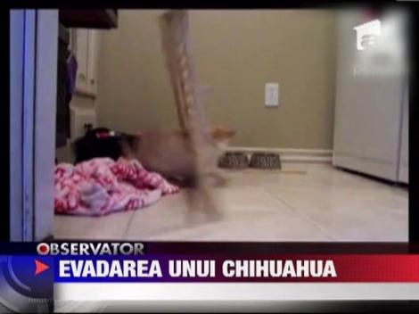 Vezi cum evadeaza un chihuahua! Cu tot cu gardulet!