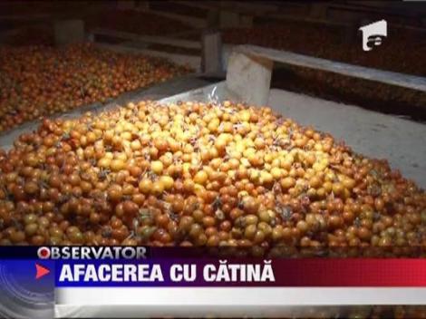 Afacere profitabila cu catina, in Prahova. Fructele sunt vandute in Germania si Austria