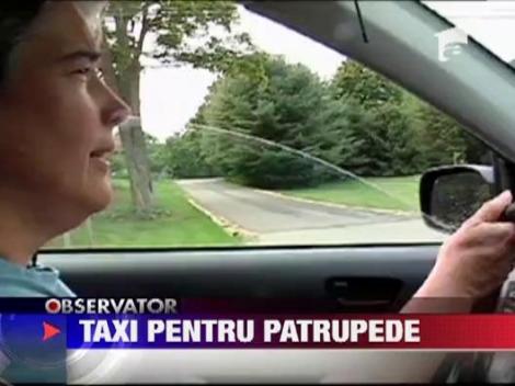 SUA: S-a deschis prima companie de taxi destinata exclusiv cainilor!