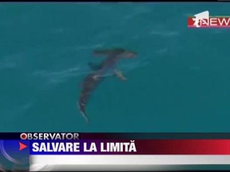 Salvare la limita a unui pescar australian