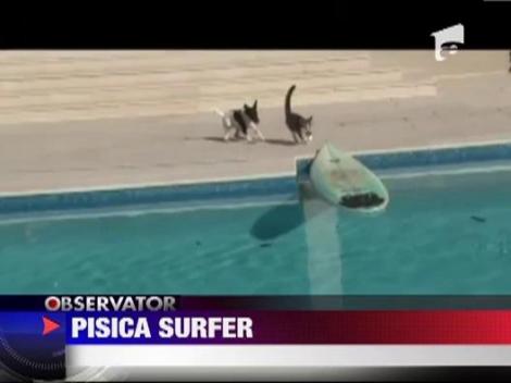 O pisica a facut surf ca sa scape de un caine