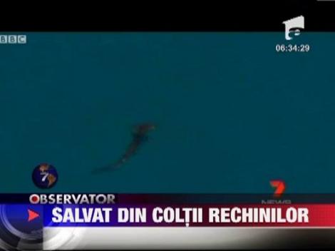 Un barbat a fost salvat din coltii rechinilor in Australia
