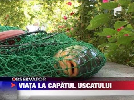 Viata satenilor din Sfantu Gheorghe