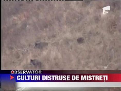 Porcii mistreti fac ravagii in mai multe comune din Botosani