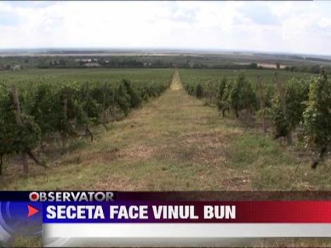 Seceta face vinul mai bun