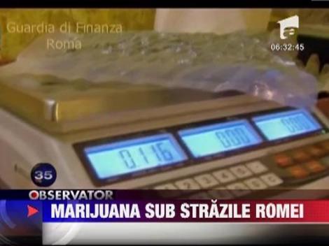 Plantatie subterana de cannabis in centrul Romei