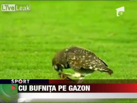 Un fotbalist da cu piciorul intr-o bufnita!