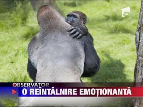 Reintalnire emotionanta intre doua gorile, intr-un parc zoologic din Marea Britanie