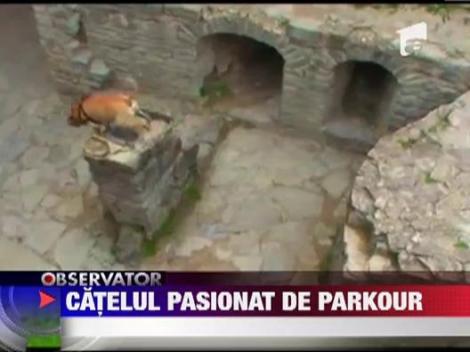 Primul caine pasionat de parkour