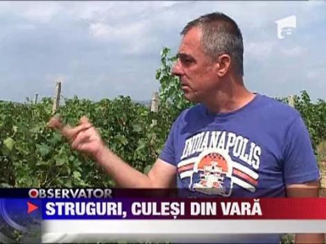 Strugurii s-au copt in toiul verii!