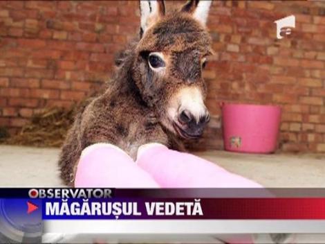 Un magarus cu picioarele in ghips roz, a devenit vedeta
