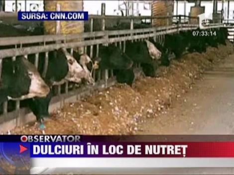 Un crescator de vite din Kentucky hraneste animalele cu dulciuri