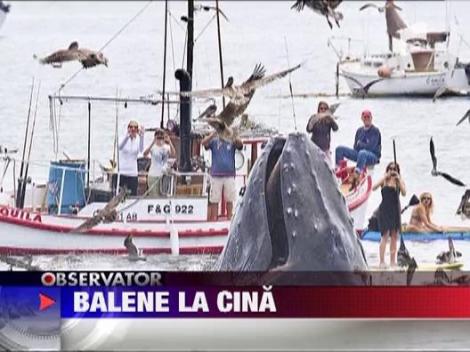 Balene cu cocoasa la cina