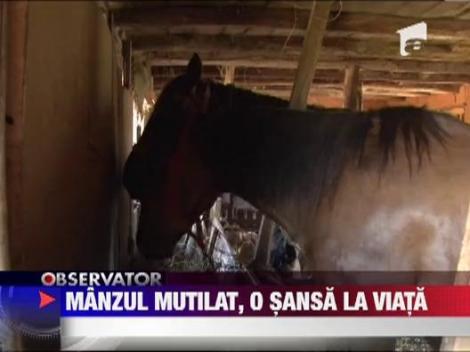 Manzul mutilat intr-un sat din Arges are o sansa la viata! A ajuns pe mainile veterinarilor de la Bucuresti!