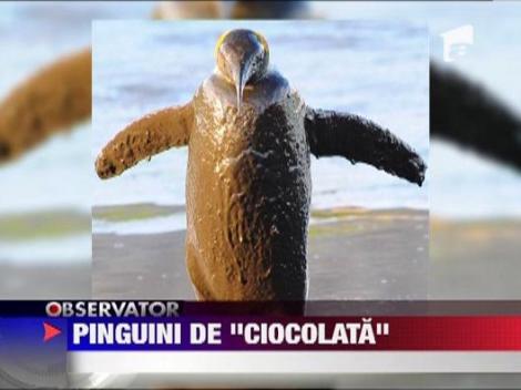 Pinguini de "ciocolata"
