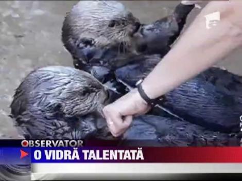 Vedeta de la zoo: vidra care strange "masa"!