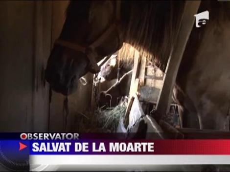 Manzul mutilat din razbunare a trecut cu bine de operatie!