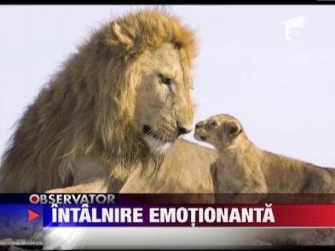 Moment induiosator: Un leu isi alinta puiul recent nascut