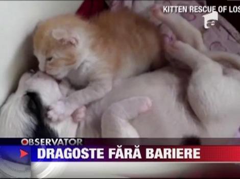 Absolut adorabili! Un catel si o pisica dorm impreuna