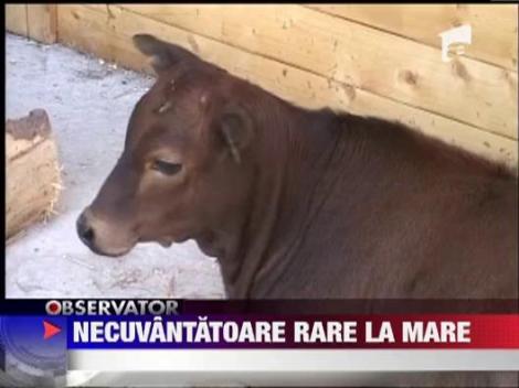 Animale rare la microrezervatia Muzeului de Stiinte ale Naturii din Constanta