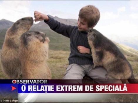 Mowgli exista: Un pusti britanic, prieten la catarama cu o colonie de marmote