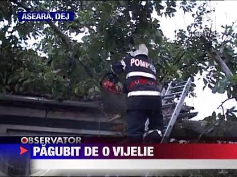 O vijelie puternica a pus la pamant un copac intr-o gospodarie