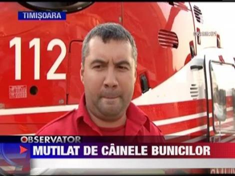 Cutremurator: Bebelus de un an si jumatate, muscat de cap de cainele bunicilor