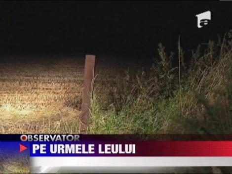 Alerta intr-o localitate din Marea Britanie, dupa ce un leu a evadat de la o gradina zoologica