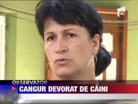 Cangur devorat de caini la Gradina Zoologica din Ploiesti