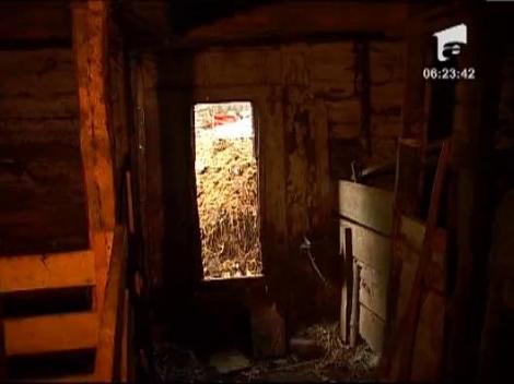 Taranii din Harghita, terorizati de ursi