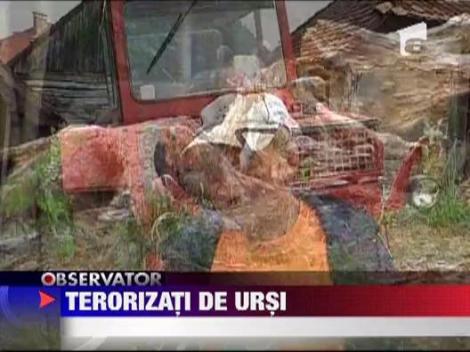 Harghita: Un urs infometat si-a facut de cap intr-o comuna