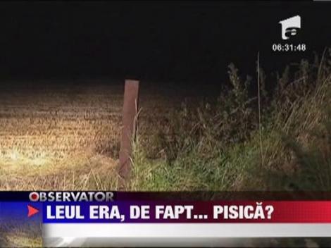 Localitate terorizata de o pisica