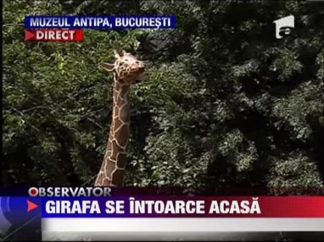 Girafa de la Muzeul Antipa s-a intors acasa