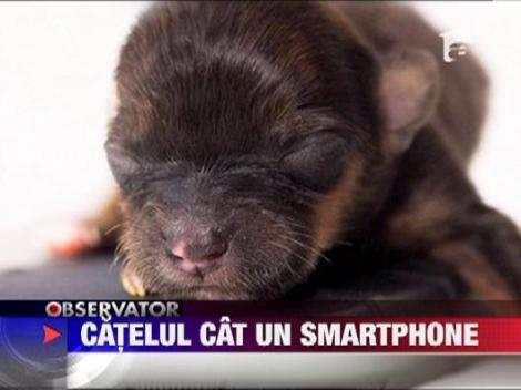 Cel mai mic catel din lume s-a nascut la Londra. Vezi cat cantareste!