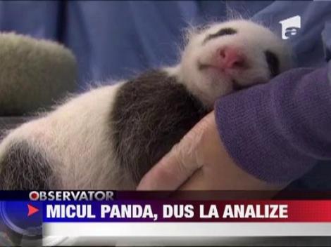 Pui de urs panda, la control