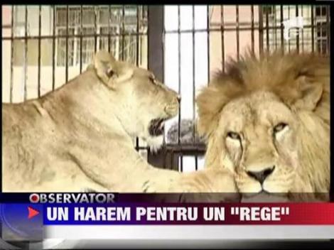 Harem pentru un leu de la Zoo