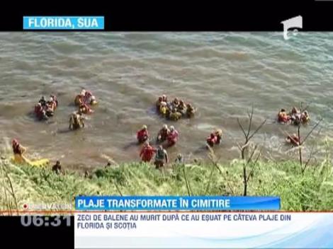 Zeci de balene au esuat pe cateva plaje din Scotia si Florida
