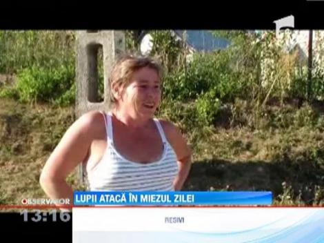 Haitele de lupi ataca cartierele de la marginea orasului Anina