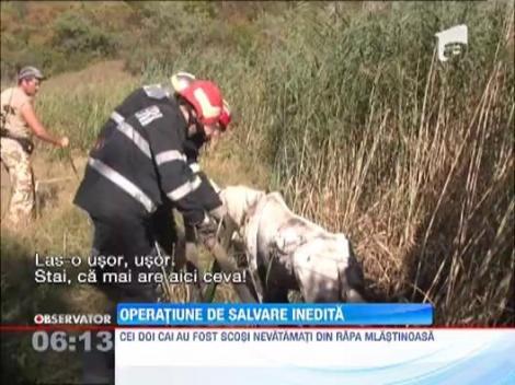 Pompierii ieseni au salvat doi cai dintr-o mlastina