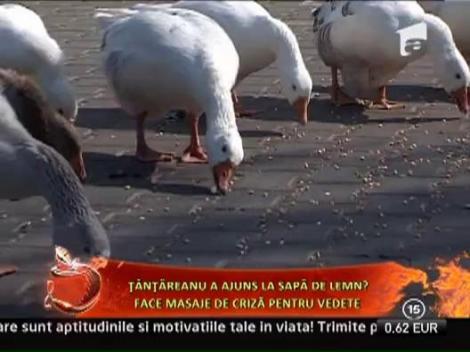 Cristian Tantareanu a ajuns la sapa de lemn? Face masaje de criza pentru vedete!
