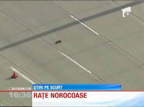 Un card de rate traverseaza o autostrada aglomerata din Canada