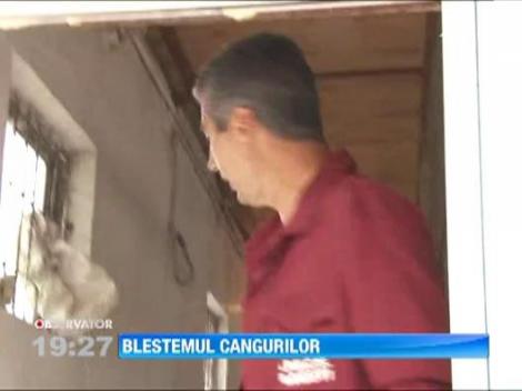 Inca un cangur mort la Gradina Zoologica din Ploiesti. Din cauza stresului, sunt de parere veterinarii