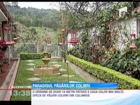 Paradisul pasarilor colibri