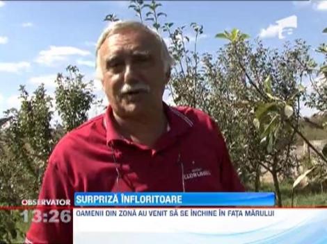 Au inflorit merii in comuna Stroiesti!