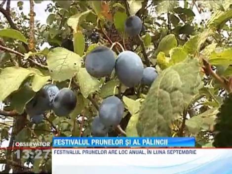 A inceput culesul prunelor!