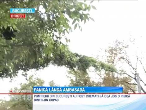 O pisica a creat panica in fata resedintei ambasadorului Statelor Unite