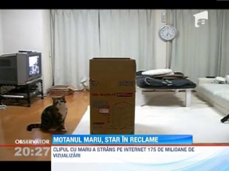 Cea mai faimoasa pisica din lume a devenit imaginea unei companii japoneze